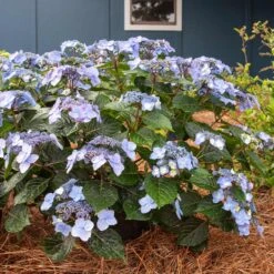 Endless Summer® Pop Star® Bigleaf Hydrangea 7 Endless Summer® Pop Star® Bigleaf Hydrangea -Flowering Trees Sales Hydrangea Pop Star 4 FGT