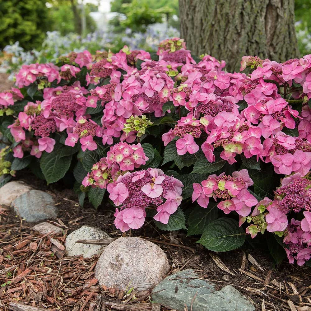 Endless Summer® Pop Star® Bigleaf Hydrangea 2 Endless Summer® Pop Star® Bigleaf Hydrangea - Image 2