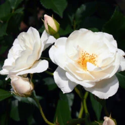 Iceberg Rose Tree -Flowering Trees Sales Iceberg Roses 1 FGT 401b5cfd f74e 47cf 8dd3 13db8095f5b6