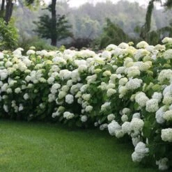 Incrediball® Hydrangea Shrub -Flowering Trees Sales Incrediball Hydrangea 1 FGT