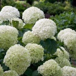 Incrediball® Hydrangea Shrub