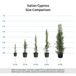 Italian Cypress -Flowering Trees Sales Italian Cypress Size Comparison ugc test