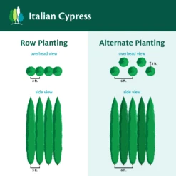 Italian Cypress -Flowering Trees Sales ItalianCypress