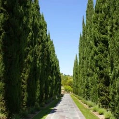 Italian Cypress -Flowering Trees Sales Italian Cypress 1 FGT