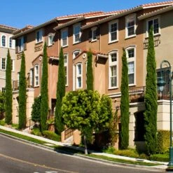 Italian Cypress -Flowering Trees Sales Italian Cypress 3 FGT