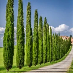 Italian Cypress -Flowering Trees Sales Italian Cypress 6 FGT