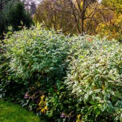 Ivory Halo Dogwood Shrub 7 Ivory Halo Dogwood Shrub -Flowering Trees Sales Ivory Halo Dogwood 2