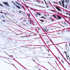 Ivory Halo Dogwood Shrub 6 Ivory Halo Dogwood Shrub -Flowering Trees Sales Ivory Halo Dogwood 4