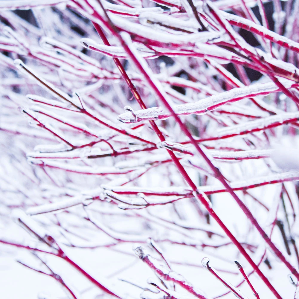 Ivory Halo Dogwood Shrub 3 Ivory Halo Dogwood Shrub - Image 3