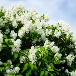 Ivory Silk Japanese Lilac Tree -Flowering Trees Sales Ivory Silk Lilac 1
