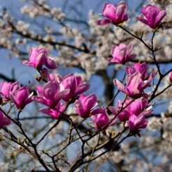 Jane Magnolia 7 Jane Magnolia -Flowering Trees Sales Jane Magnolia 4 FGT