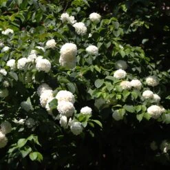 Japanese Snowball Bush -Flowering Trees Sales Japanese VIburnum 2 FGT