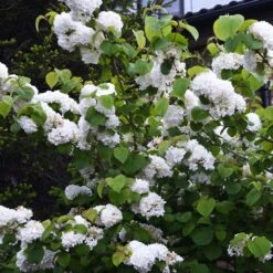 Japanese Snowball Bush -Flowering Trees Sales Japanese VIburnum 5 FGT