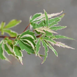 Butterfly Japanese Maple Tree -Flowering Trees Sales Japanese Maple BUtterfly 2