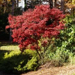 Red Japanese Maple Tree -Flowering Trees Sales Japanese Maple Red 3