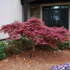 Red Dragon Japanese Maple Tree -Flowering Trees Sales Japanese Maple Red Dragon 2 FGT