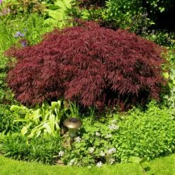 Red Dragon Japanese Maple Tree -Flowering Trees Sales Japanese Maple Red Dragon 3 FGT