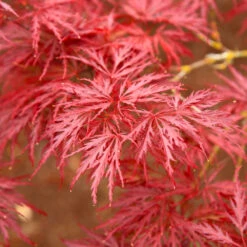 Red Dragon Japanese Maple Tree -Flowering Trees Sales Japanese Maple Red Dragon 5