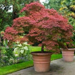 New Arrival 15 Red Dragon Japanese Maple Tree