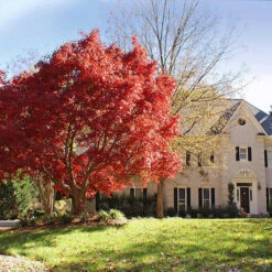 New Arrival 9 Red Japanese Maple Tree