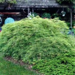 Weeping Japanese Maple 'Viridis' Tree -Flowering Trees Sales Japanese Maple Virdis 3 FGT