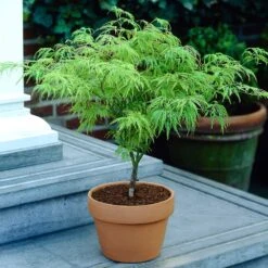 Weeping Japanese Maple 'Viridis' Tree -Flowering Trees Sales Japanese Maple Viridis 4
