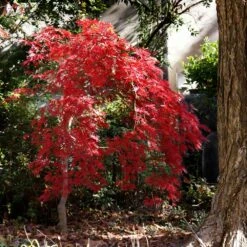 Red Select Japanese Maple Tree 10 Red Select Japanese Maple Tree -Flowering Trees Sales Japanese Red Select 1