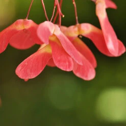 Red Select Japanese Maple Tree 11 Red Select Japanese Maple Tree -Flowering Trees Sales Japanese Red Select 4