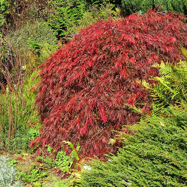 Red Select Japanese Maple Tree 1 Red Select Japanese Maple Tree