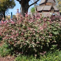 Jazz Hands® Variegated Loropetalum -Flowering Trees Sales Jazz Hands loropetalum 1 FGT