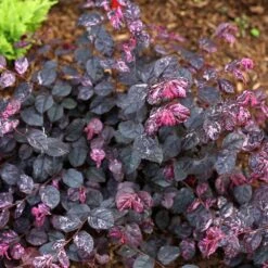 Jazz Hands® Variegated Loropetalum -Flowering Trees Sales Jazz Hands loropetalum 4 FGT