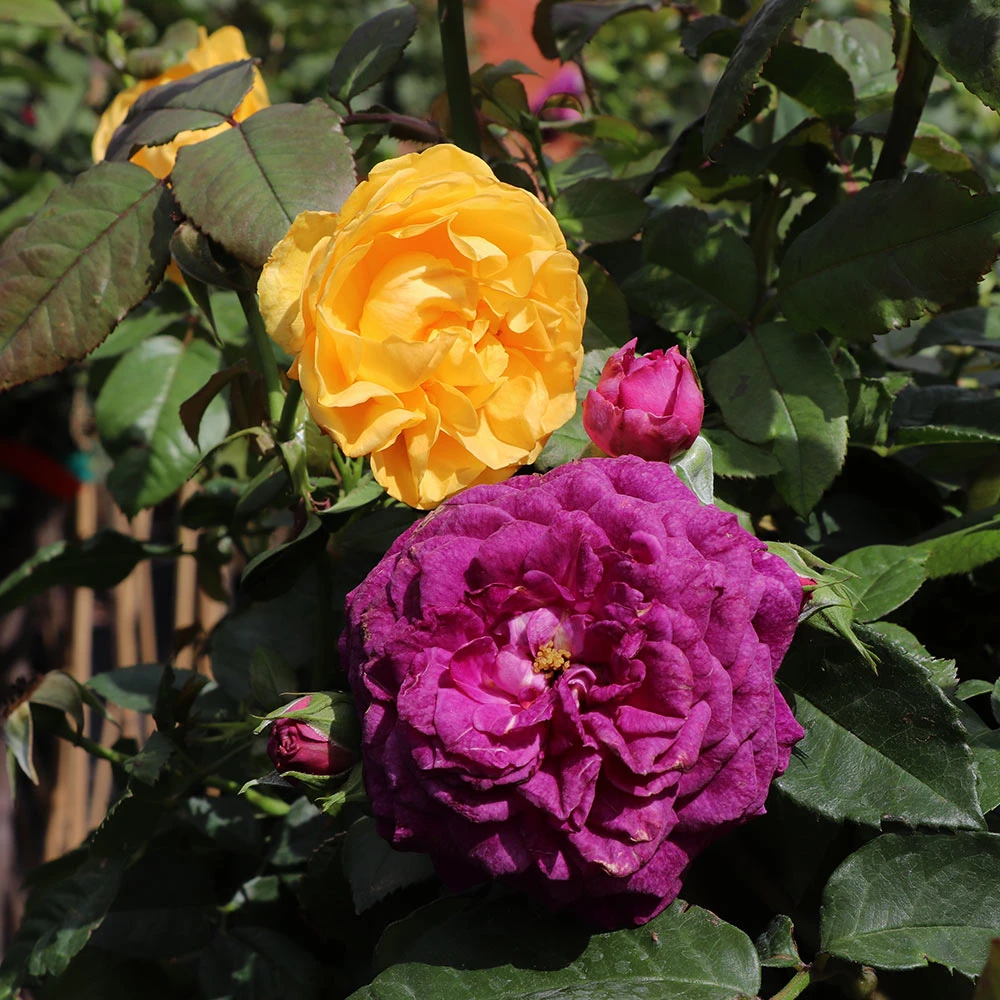 Julia Child And Ebb Tide™ Two-fer® Rose Tree 2 Julia Child And Ebb Tide™ Two-fer® Rose Tree - Image 2