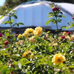 Julia Child And Ebb Tide™ Two-fer® Rose Tree 6 Julia Child And Ebb Tide™ Two-fer® Rose Tree -Flowering Trees Sales Julia CHild and Ebb Tide Rose Tree 4