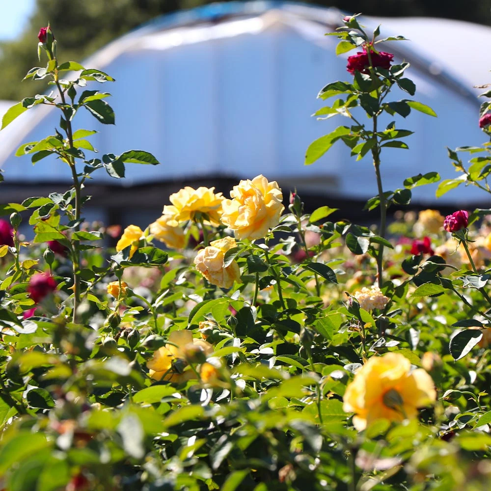 Julia Child And Ebb Tide™ Two-fer® Rose Tree 3 Julia Child And Ebb Tide™ Two-fer® Rose Tree - Image 3