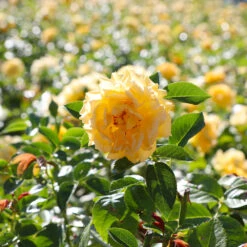 Julia Child Rose 9 Julia Child Rose -Flowering Trees Sales Julia Child Rose 4