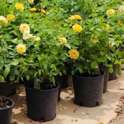 Julia Child Rose 11 Julia Child Rose -Flowering Trees Sales Julia Child Rose 7