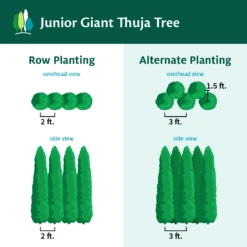 Junior Giant Thuja Tree 8 Junior Giant Thuja Tree -Flowering Trees Sales JuniorGiantThujaTree