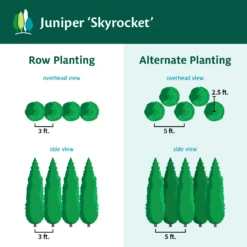 Skyrocket Junipers -Flowering Trees Sales Juniper Skyrocket