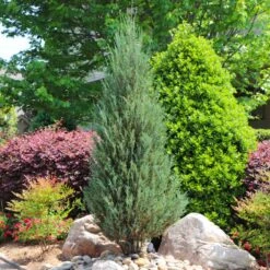 Skyrocket Junipers -Flowering Trees Sales Juniper Skyrocket 11 FGT