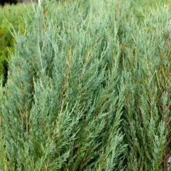 Skyrocket Junipers -Flowering Trees Sales Juniper Skyrocket 4 FGT