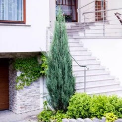 Skyrocket Junipers -Flowering Trees Sales Juniper Skyrocket 6 FGT