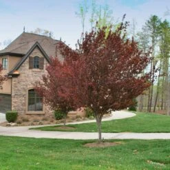 KV' Flowering Plum Tree 8 KV' Flowering Plum Tree -Flowering Trees Sales KV Flowering Plum 4