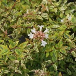 Kaleidoscope Abelia Shrub -Flowering Trees Sales Kaleidoscope Abelia 2 FGT