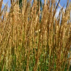 Karl Foerster Grass -Flowering Trees Sales Karl Foerster Grass 2