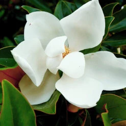 Kay Parris Magnolia 5 Kay Parris Magnolia -Flowering Trees Sales Kay Parris 3