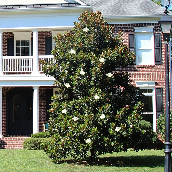 Kay Parris Magnolia 1 Kay Parris Magnolia