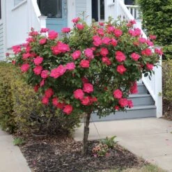 Knock Out® Rose Tree 9 Knock Out® Rose Tree -Flowering Trees Sales Knockout Rose Tree Red 2 FGT