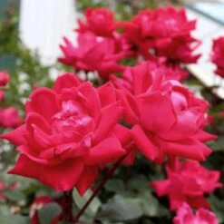 Knock Out® Rose Tree 10 Knock Out® Rose Tree -Flowering Trees Sales Knockout Rose Tree Red 4 FGT