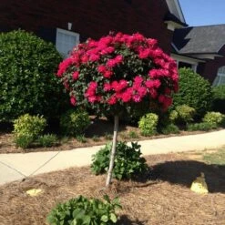 Knock Out® Rose Tree 11 Knock Out® Rose Tree -Flowering Trees Sales Knockout Rose Tree Red FGT