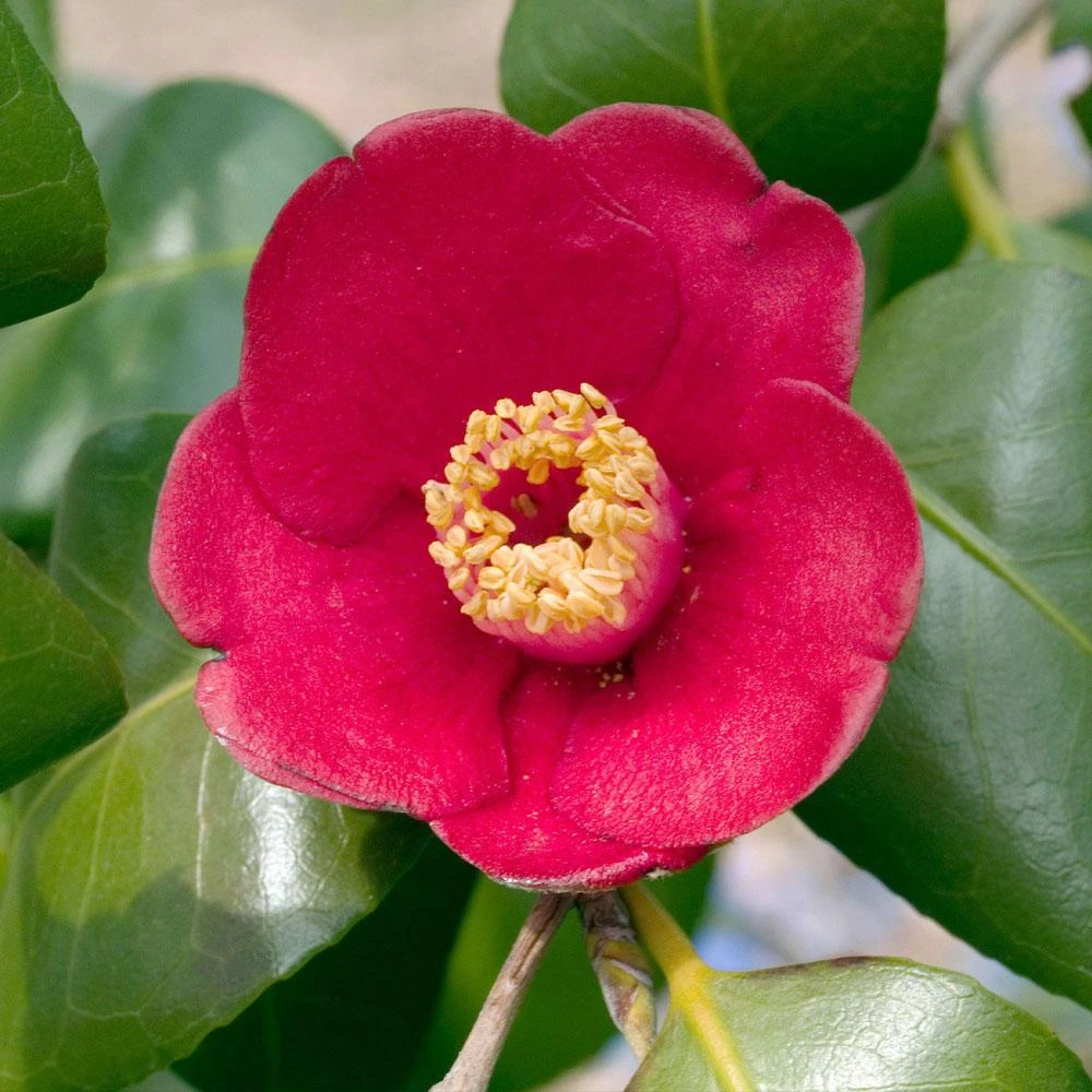 Korean Fire Camellia Shrub 2 Korean Fire Camellia Shrub - Image 2